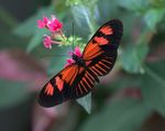 Heliconius_melpomene