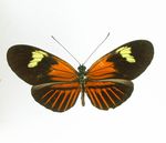 Heliconius_melpomene_aglaope