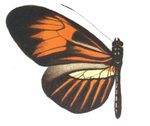 Heliconius_melpomene_amandus