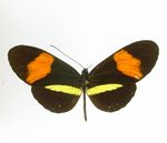 Heliconius_melpomene_amaryllis