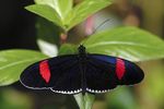 Heliconius_melpomene_cythera