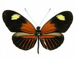 Heliconius_melpomene_ecuadorensis