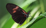 Heliconius_melpomene_melpomene