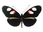 Heliconius_melpomene_plesseni