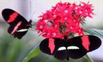 Heliconius_melpomene_rosina