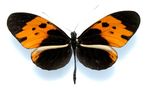 Heliconius_numata_bicoloratus