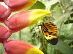 Heliconius_numata_tarapotensis