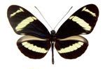 Heliconius_pachinus