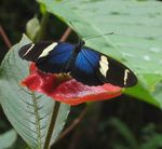 Heliconius_sara