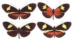 Heliconius_timareta