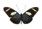 Heliconius_wallacei