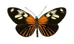 Heliconius_xanthocles