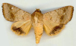 Helicoverpa_assulta