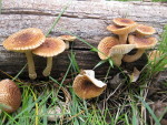 Heliocybe_sulcata_OMC1185