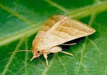 Heliothis_virescens