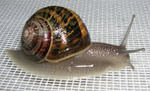 Helix_aspersa