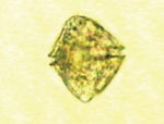 Heterocapsa_triquetra