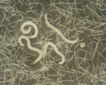 Heterorhabditis_bacteriophora