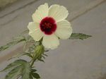 Hibiscus_cannabinus