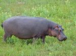 Hippopotamus_amphibius