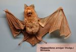 Hipposideros_armiger