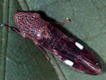 Homalodisca_vitripennis