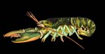 Homarus_americanus