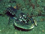 Homarus_gammarus