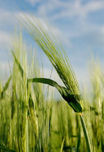 Hordeum_vulgare