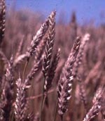 Hordeum_vulgare_subsp__vulgare_cultivar_Baronesse