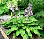 Hosta_plantaginea