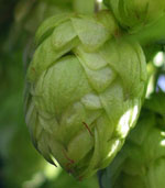 Humulus_lupulus