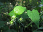 Humulus_lupulus_var__cordifolius