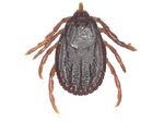 Hyalomma_excavatum