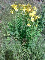 Hypericum_perforatum