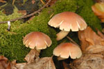 Hypholoma_sublateritium