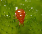 Hypochthonius_rufulus