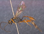 Hyposoter_didymator