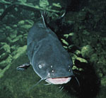 Ictalurus_furcatus