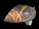Ilyanassa_obsoleta