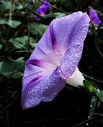 Ipomoea_purpurea