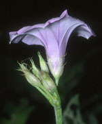 Ipomoea_trifida