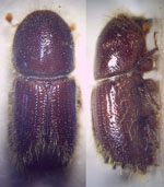 Ips_typographus