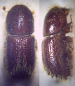 Ips_typographus