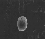 Isochrysis_galbana