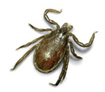 Ixodes_ricinus