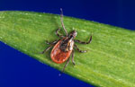 Ixodes_scapularis