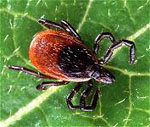 Ixodes_scapularis_str__Wikel