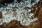 Jaapia_argillacea