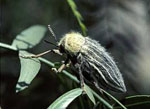 Julodis_onopordi